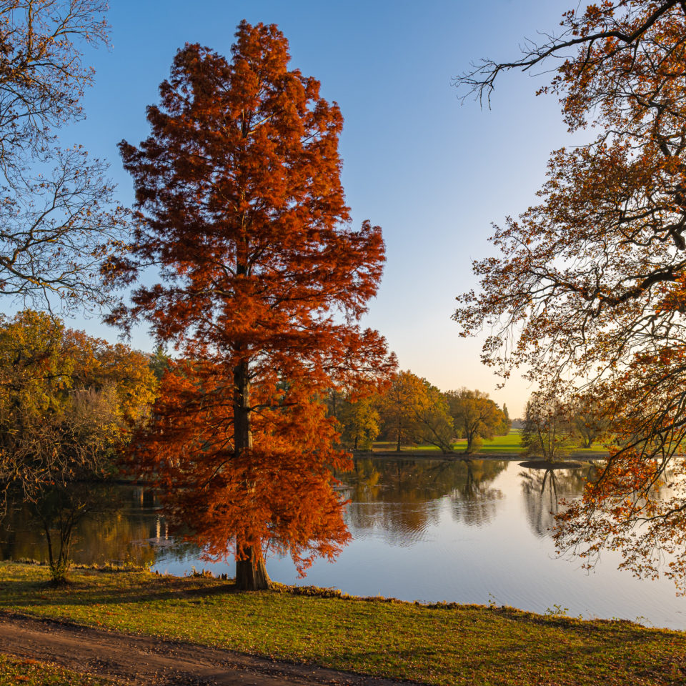 November 2020 – Herbst im Wörlitzer Park (Sigma 16mm 1.4)